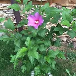 Pirina Club Отель