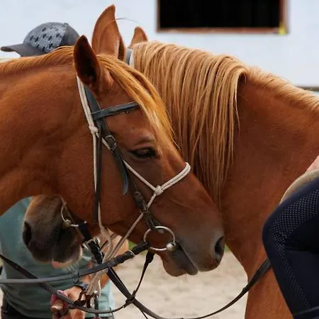 Pirina Club 酒店 班斯科