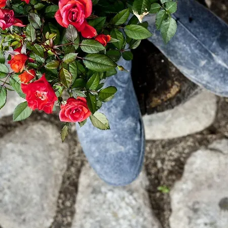 Pirina Club 酒店 班斯科